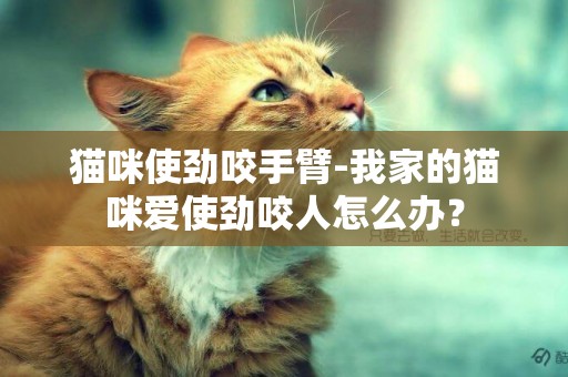 貓咪使勁咬手臂-我家的貓咪愛使勁咬人怎么辦？