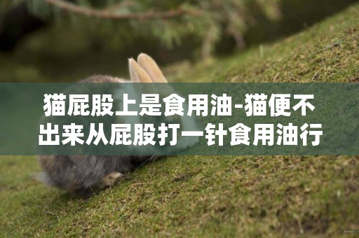 貓屁股上是食用油-貓便不出來從屁股打一針食用油行嗎