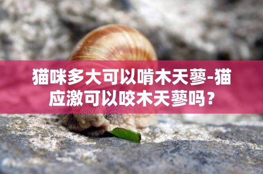 貓咪多大可以啃木天蓼-貓應激可以咬木天蓼嗎？