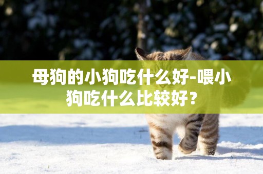 母狗的小狗吃什么好-喂小狗吃什么比較好？