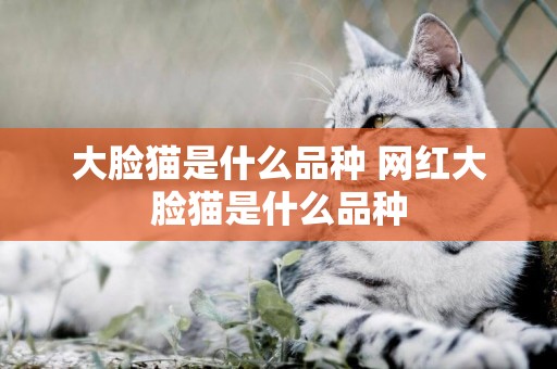 大臉貓是什么品種 網紅大臉貓是什么品種