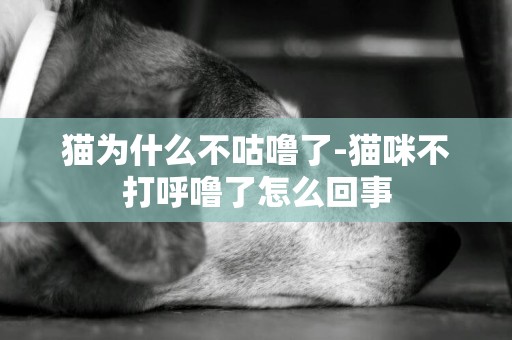 貓為什么不咕嚕了-貓咪不打呼嚕了怎么回事