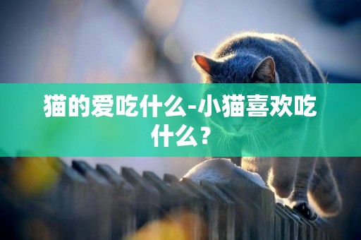 貓的愛吃什么-小貓喜歡吃什么？