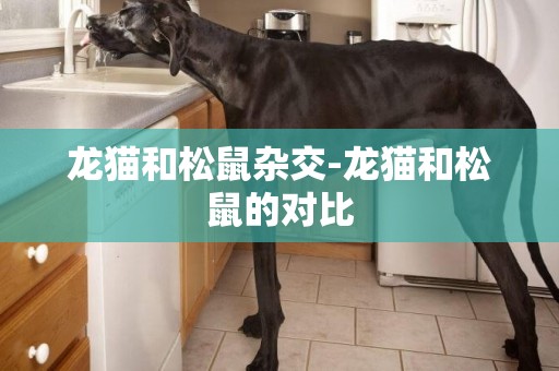 龍貓和松鼠雜交-龍貓和松鼠的對比