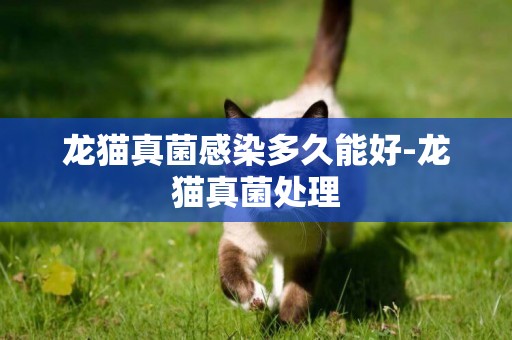龍貓真菌感染多久能好-龍貓真菌處理