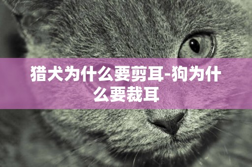 獵犬為什么要剪耳-狗為什么要裁耳