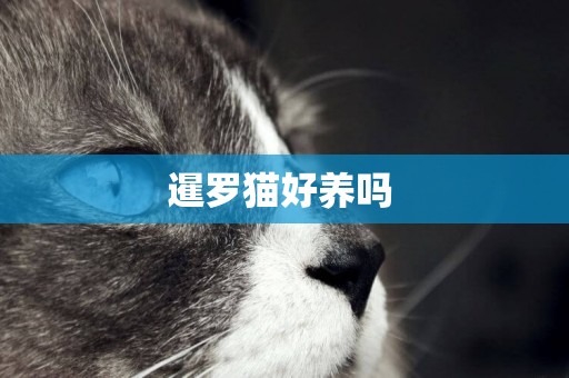 暹羅貓好養嗎 