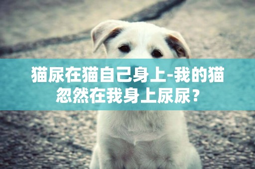 貓尿在貓自己身上-我的貓忽然在我身上尿尿？