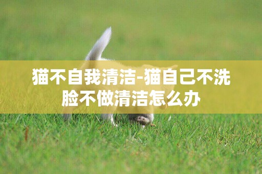 貓不自我清潔-貓自己不洗臉不做清潔怎么辦