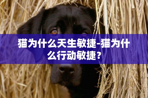 貓為什么天生敏捷-貓為什么行動敏捷？