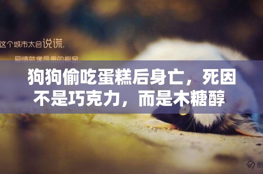 狗狗偷吃蛋糕后身亡，死因不是巧克力，而是木糖醇 