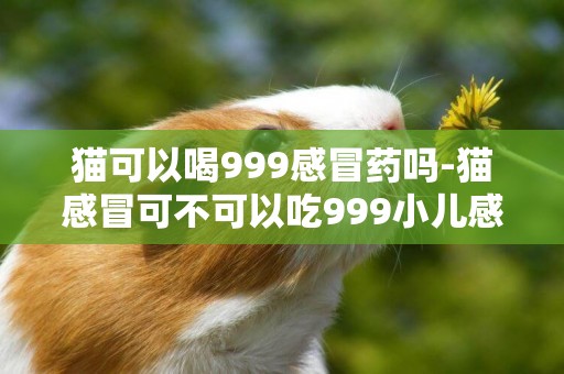 貓可以喝999感冒藥嗎-貓感冒可不可以吃999小兒感冒顆粒