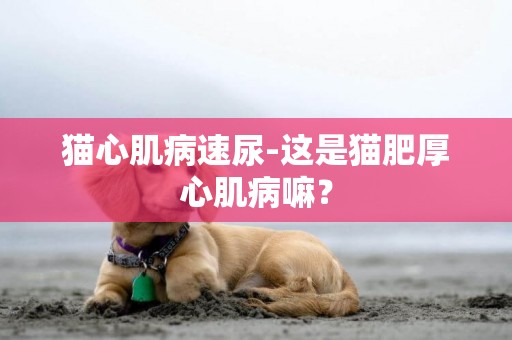 貓心肌病速尿-這是貓肥厚心肌病嘛？