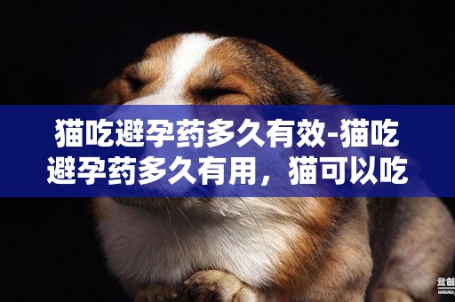 貓吃避孕藥多久有效-貓吃避孕藥多久有用，貓可以吃毓婷嗎