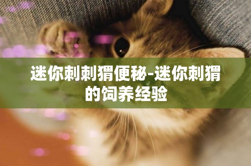 迷你刺刺猬便秘-迷你刺猬的飼養經驗