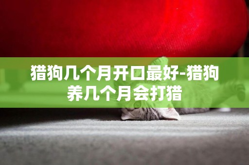獵狗幾個月開口最好-獵狗養幾個月會打獵