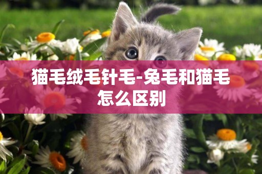 貓毛絨毛針毛-兔毛和貓毛怎么區別