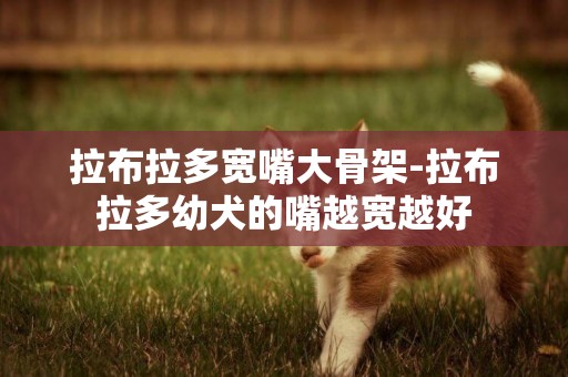 拉布拉多寬嘴大骨架-拉布拉多幼犬的嘴越寬越好