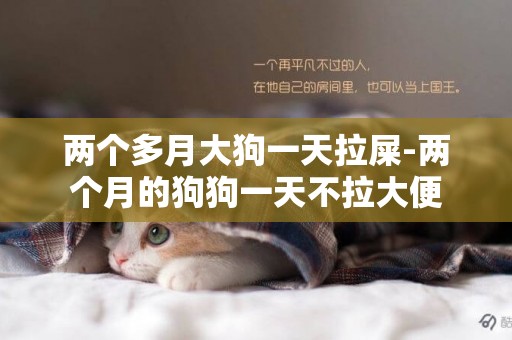 兩個多月大狗一天拉屎-兩個月的狗狗一天不拉大便