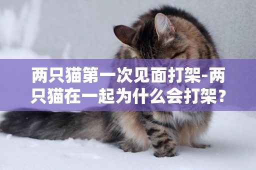 兩只貓第一次見面打架-兩只貓在一起為什么會打架？