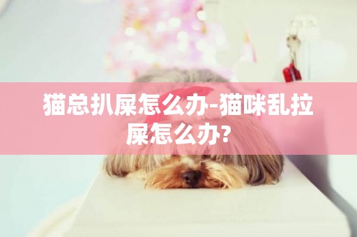 貓總扒屎怎么辦-貓咪亂拉屎怎么辦?