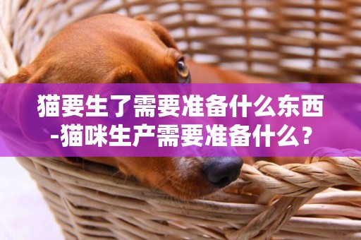 貓要生了需要準備什么東西-貓咪生產需要準備什么？