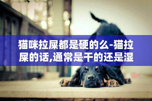 貓咪拉屎都是硬的么-貓拉屎的話,通常是干的還是濕的?