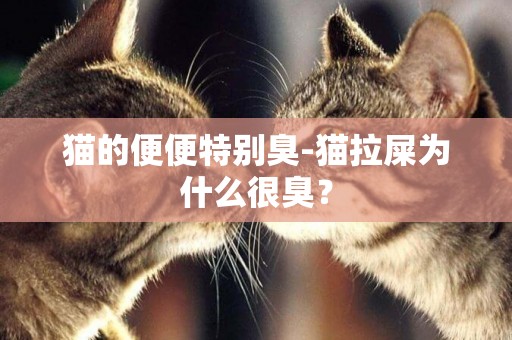 貓的便便特別臭-貓拉屎為什么很臭？