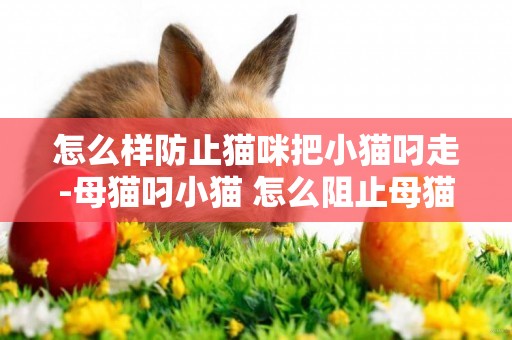 怎么樣防止貓咪把小貓叼走-母貓叼小貓 怎么阻止母貓叼走小貓