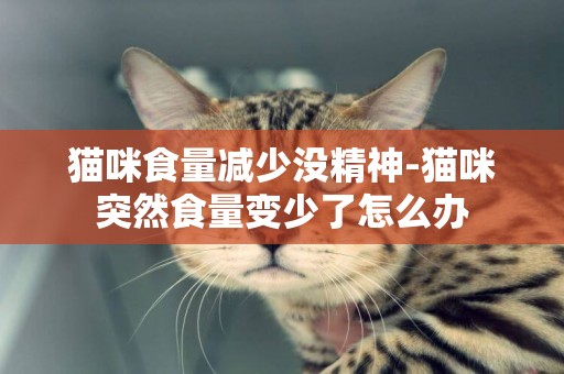 貓咪食量減少沒精神-貓咪突然食量變少了怎么辦