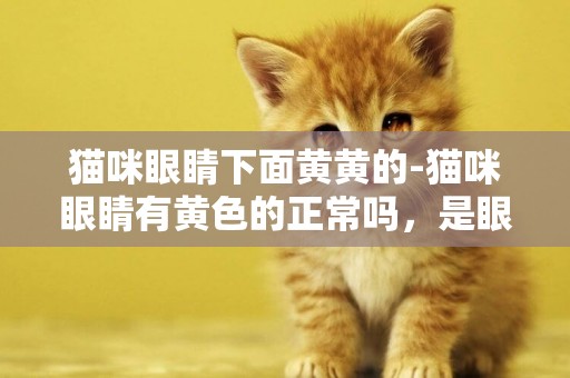 貓咪眼睛下面黃黃的-貓咪眼睛有黃色的正常嗎，是眼屎嗎