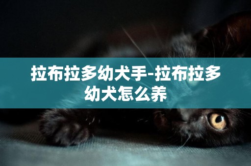 拉布拉多幼犬手-拉布拉多幼犬怎么養