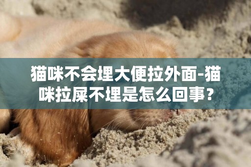 貓咪不會埋大便拉外面-貓咪拉屎不埋是怎么回事？