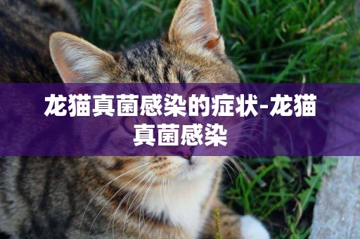 龍貓真菌感染的癥狀-龍貓真菌感染