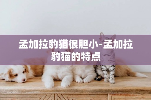 孟加拉豹貓很膽小-孟加拉豹貓的特點