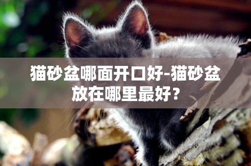 貓砂盆哪面開口好-貓砂盆放在哪里最好？