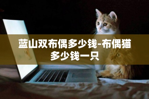 藍山雙布偶多少錢-布偶貓多少錢一只