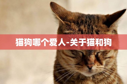 貓狗哪個愛人-關于貓和狗