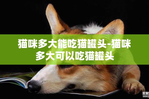 貓咪多大能吃貓罐頭-貓咪多大可以吃貓罐頭