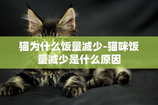 貓為什么飯量減少-貓咪飯量減少是什么原因