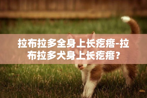 拉布拉多全身上長疙瘩-拉布拉多犬身上長疙瘩？