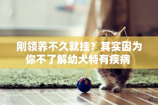 剛領養不久就掛？其實因為你不了解幼犬特有疾病 