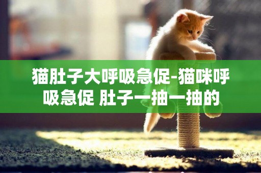 貓肚子大呼吸急促-貓咪呼吸急促 肚子一抽一抽的