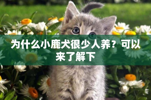 為什么小鹿犬很少人養？可以來了解下