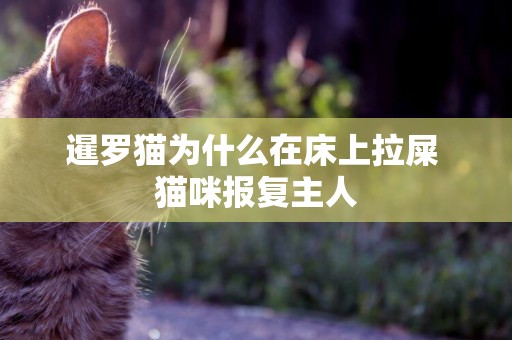 暹羅貓為什么在床上拉屎 貓咪報復主人