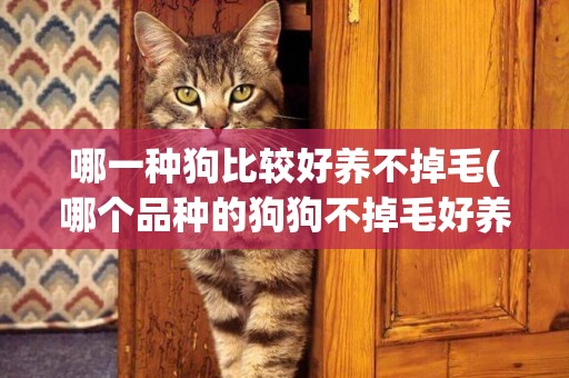 哪一種狗比較好養不掉毛(哪個品種的狗狗不掉毛好養)