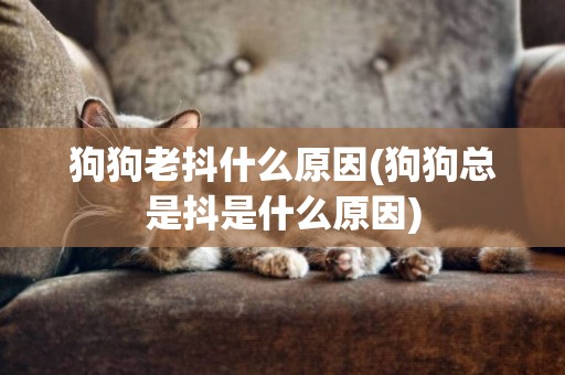 狗狗老抖什么原因(狗狗總是抖是什么原因)