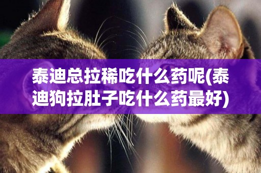 泰迪總拉稀吃什么藥呢(泰迪狗拉肚子吃什么藥最好)