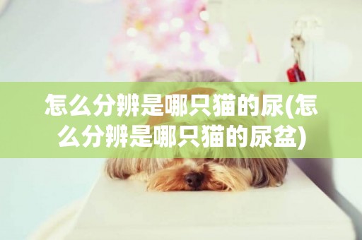 怎么分辨是哪只貓的尿(怎么分辨是哪只貓的尿盆)