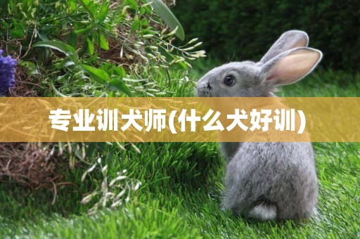 專業訓犬師(什么犬好訓) 